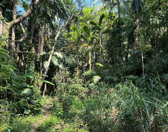 中和風景區土地以142萬5,000元及154萬5,000元拍定。